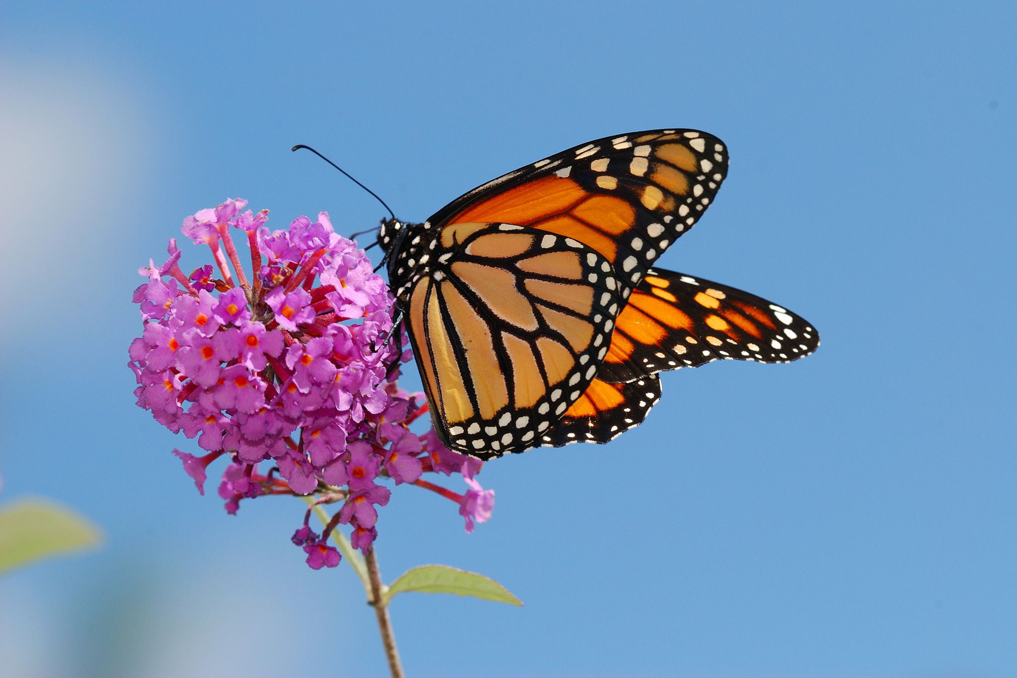 02-monarch-butterflies-nationalgeographic_1210590-2